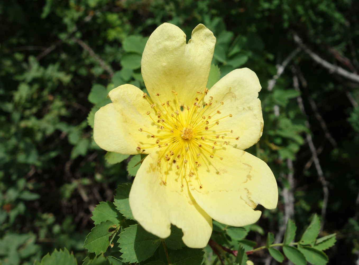 Изображение особи Rosa platyacantha.