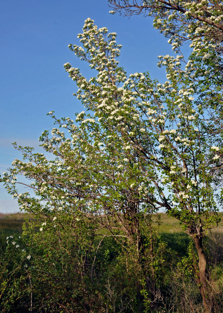 Изображение особи Pyrus communis.