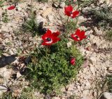 Anemone coronaria. Цветущее растение. Израиль, окр. г. Арад, опустыненная фригана на склоне небольшой долинки-вади. 03.03.2020.