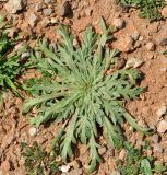 Plantago weldenii