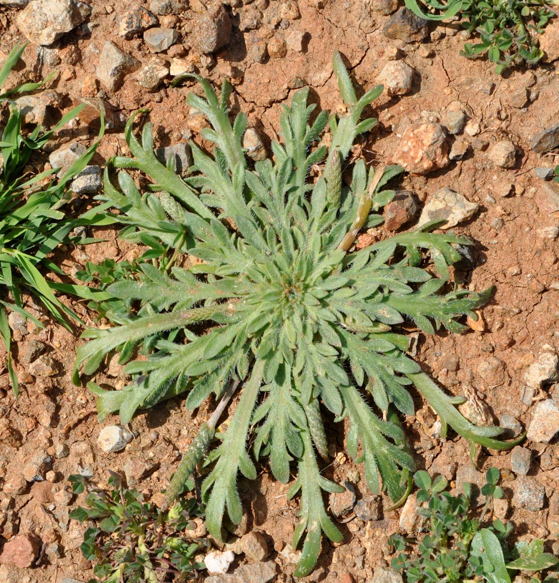 Изображение особи Plantago weldenii.