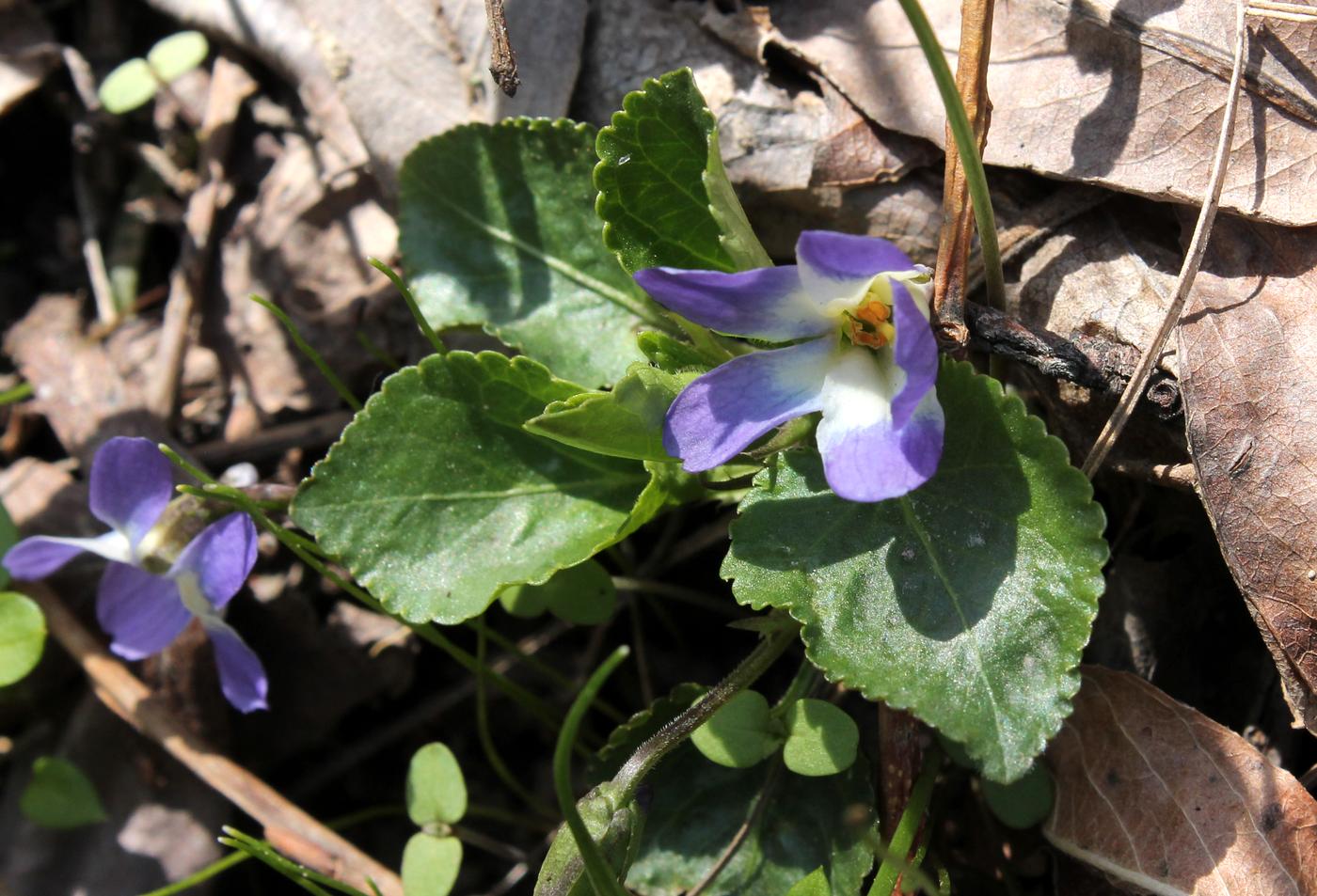 Image of Viola suavis specimen.