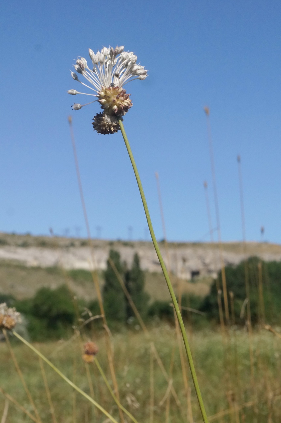 Изображение особи Allium vineale.