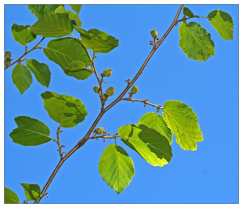 Изображение особи Hamamelis virginiana.