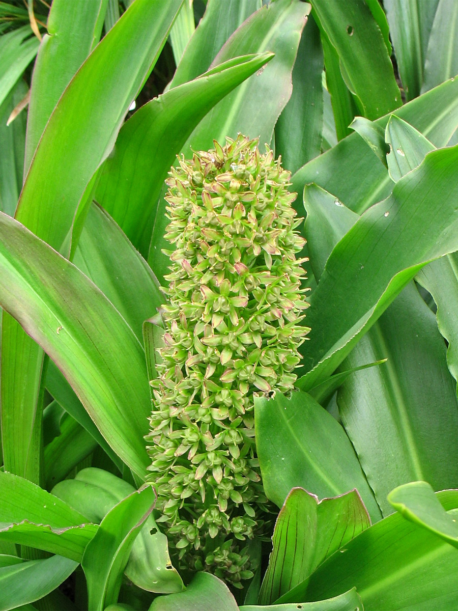 Image of Eucomis pallidiflora specimen.