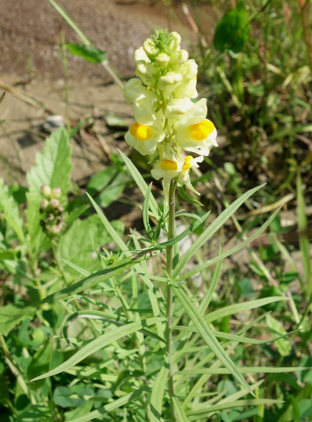 Image of Linaria vulgaris specimen.