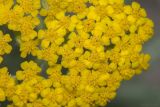 Achillea arabica. Соцветия. Крым, Бахчисарайский р-н, окр. с. Дачное, фруктовый сад. 13.05.2020.
