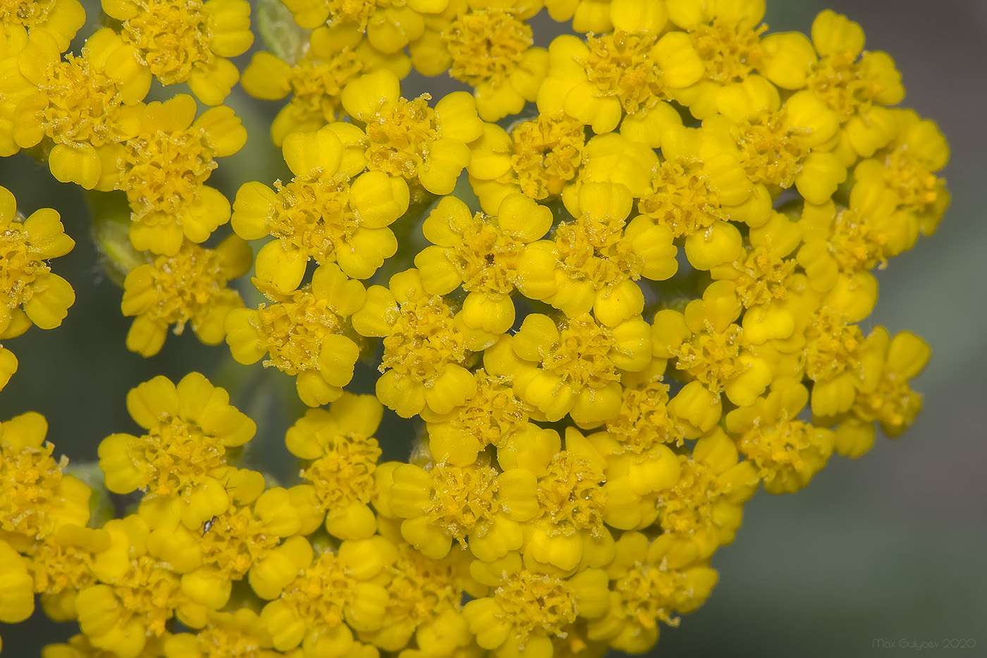 Изображение особи Achillea arabica.