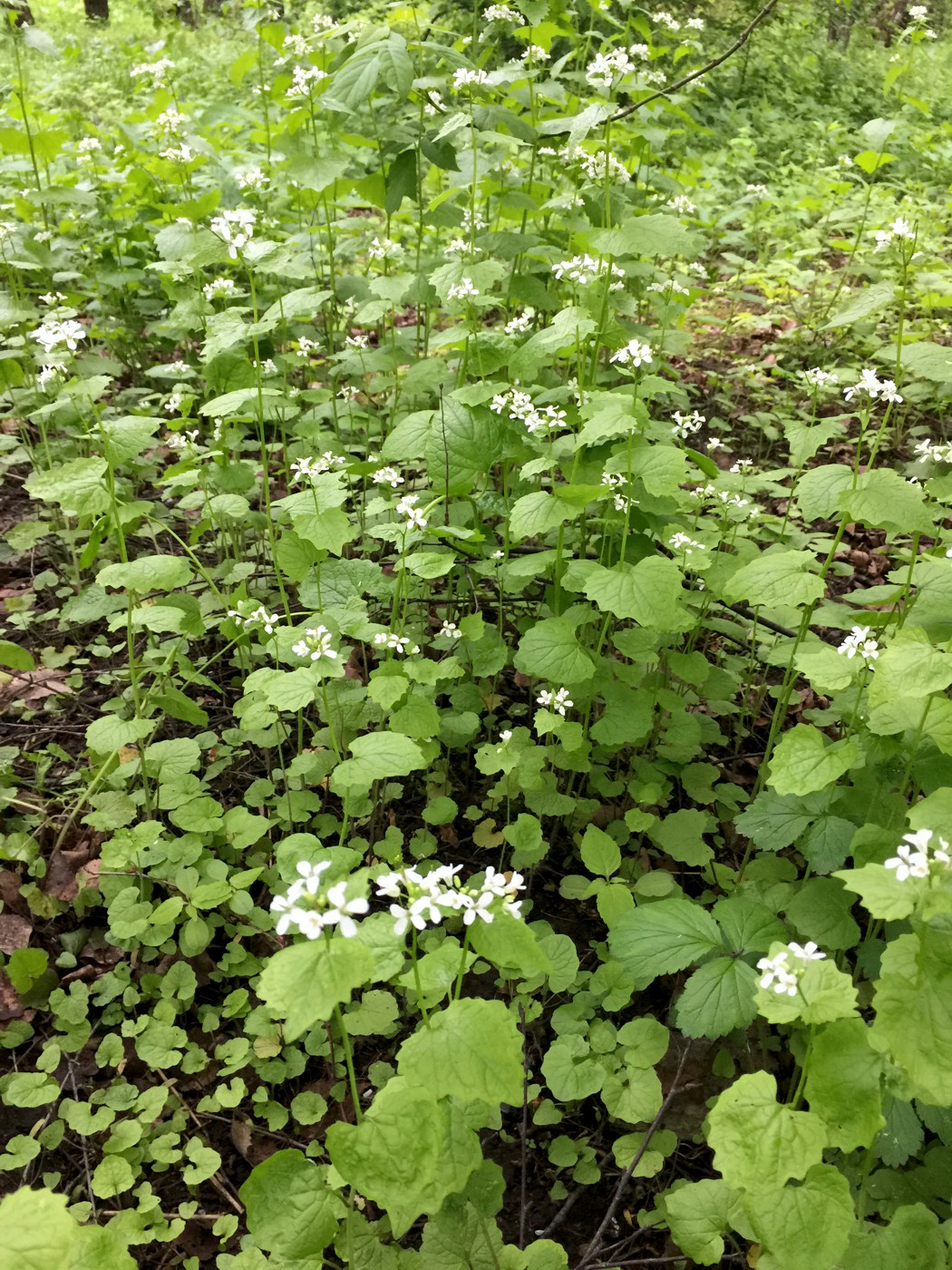 Image of Alliaria petiolata specimen.