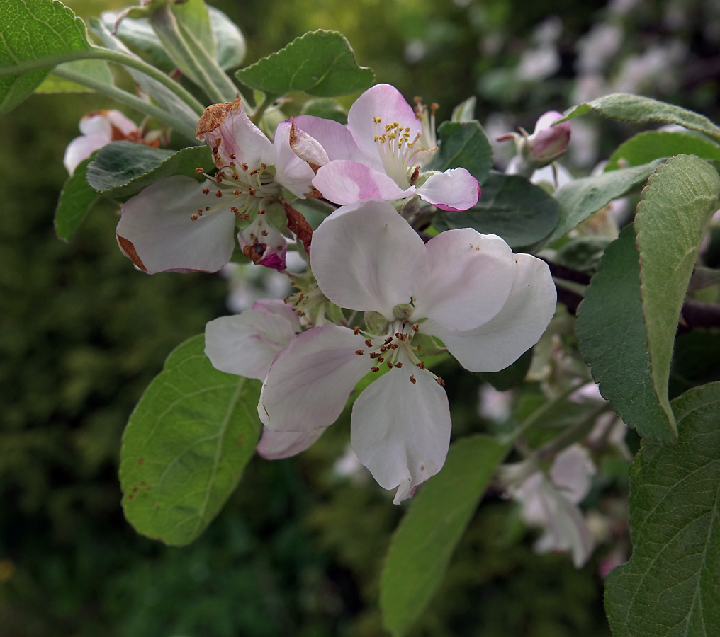 Изображение особи Malus domestica.