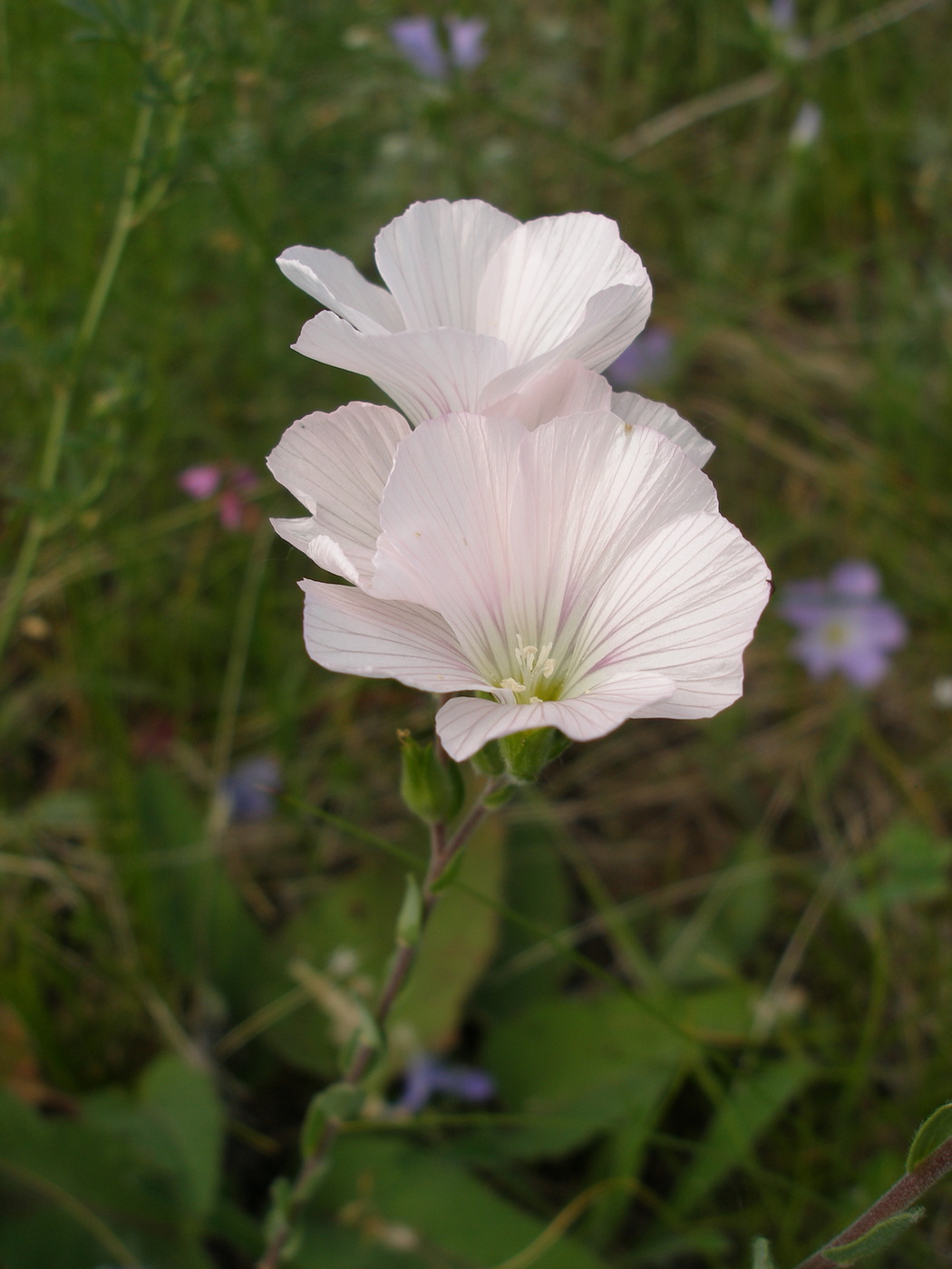 Изображение особи Linum hirsutum.