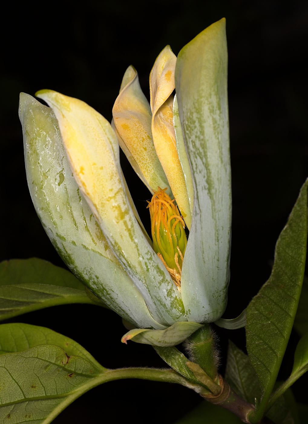Изображение особи Magnolia acuminata.