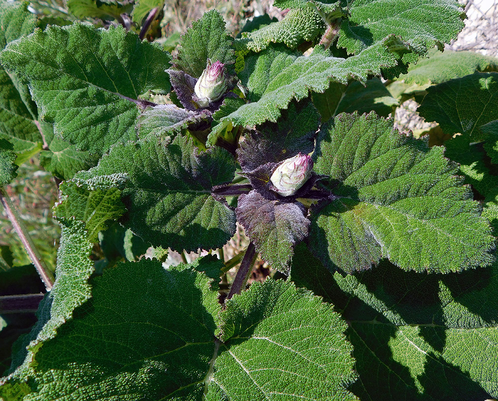 Image of Salvia sclarea specimen.