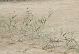Phragmites australis. Укореняющийся ползучий побег. Краснодарский край, пойма р. Ея у хут. Гудко-Лиманский, дно высохшей лужи. 30.08.2010.