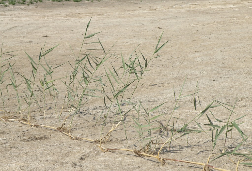 Изображение особи Phragmites australis.