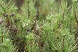 Plantago sempervirens