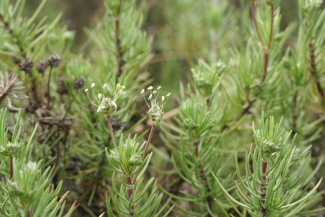 Image of Plantago sempervirens specimen.