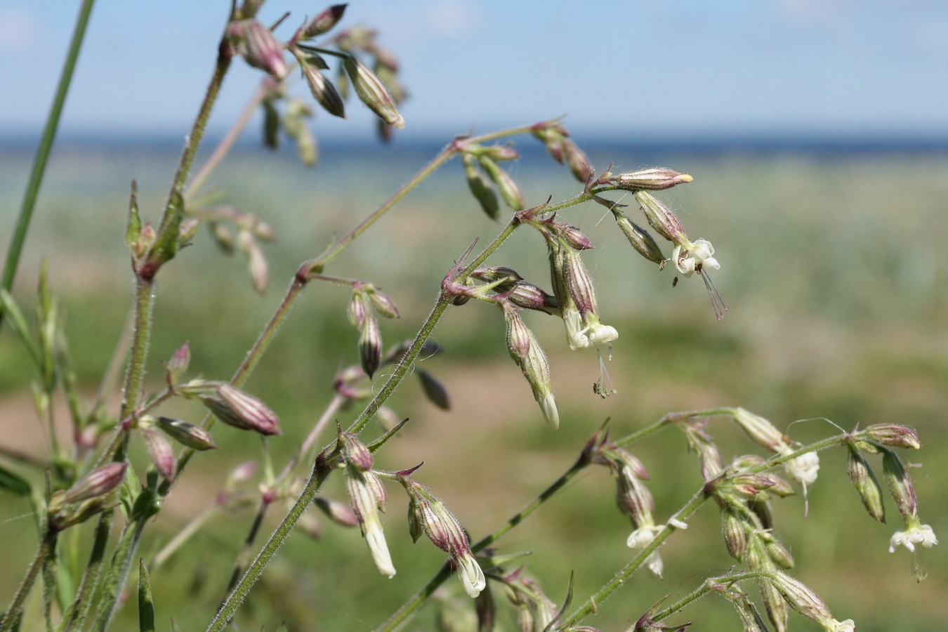 Image of Silene nutans specimen.