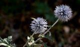 Echinops talassicus