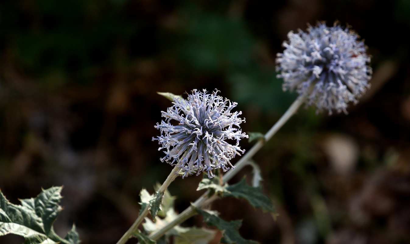 Image of Echinops talassicus specimen.