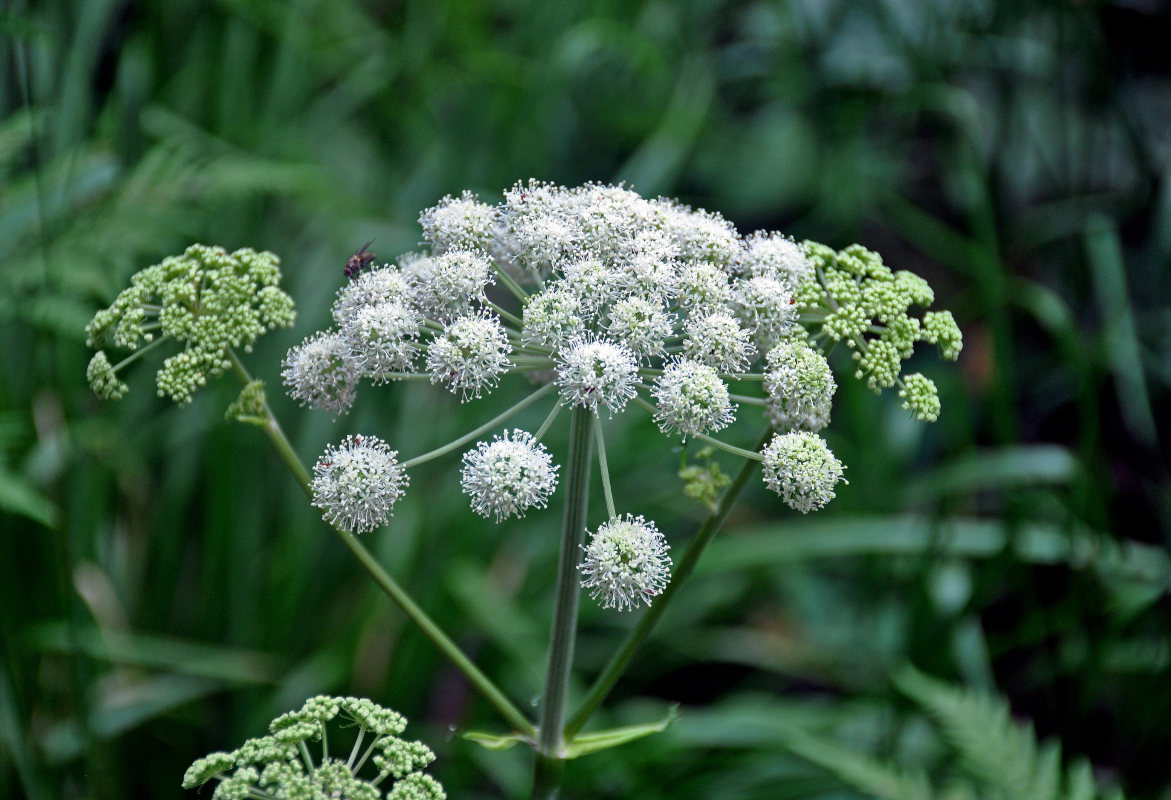 Image of Angelica sylvestris specimen.