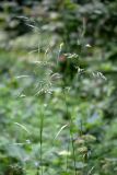 Festuca gigantea