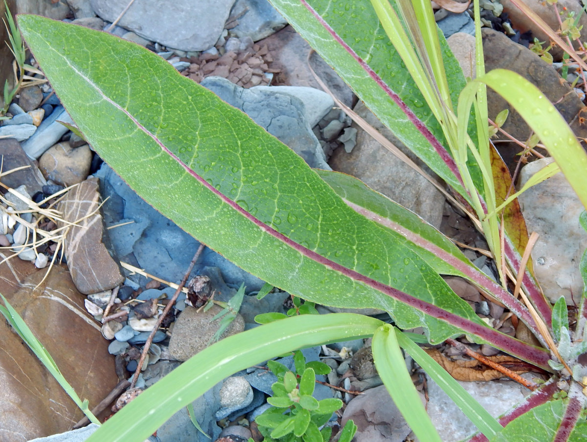 Image of genus Verbascum specimen.