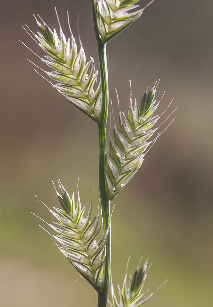 Image of Lolium multiflorum specimen.