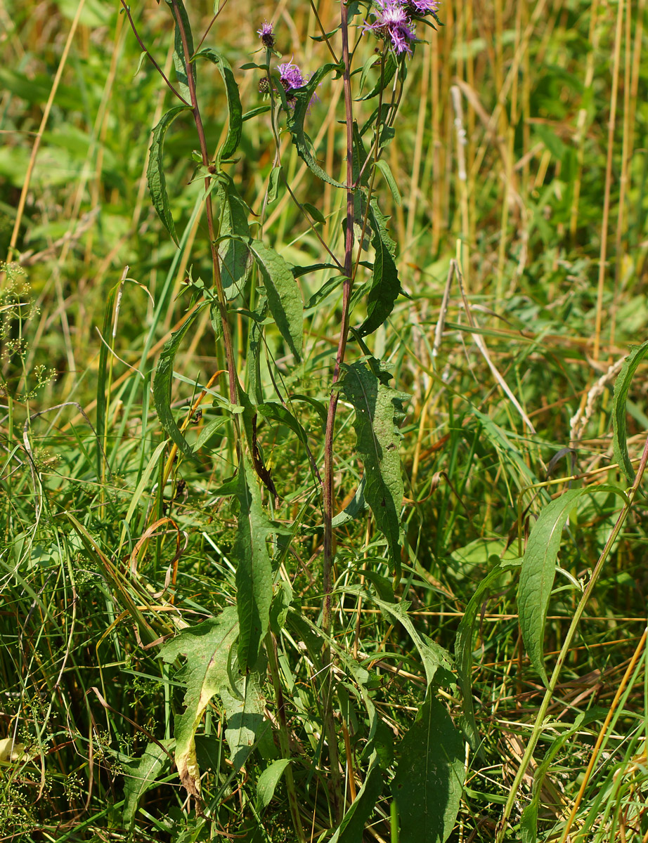Image of Centaurea phrygia specimen.