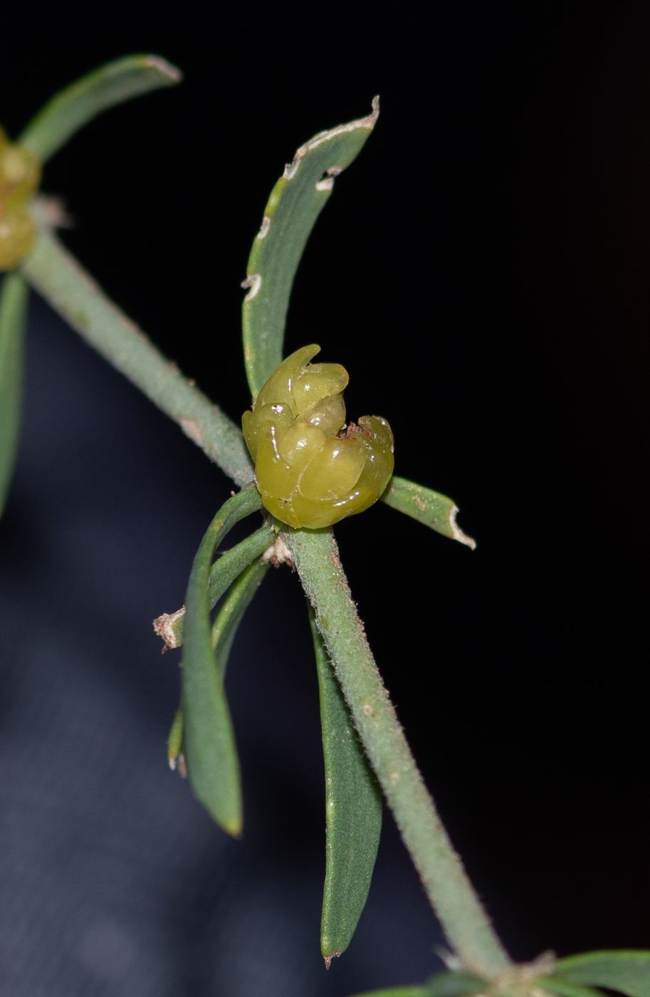 Изображение особи Pollichia campestris.