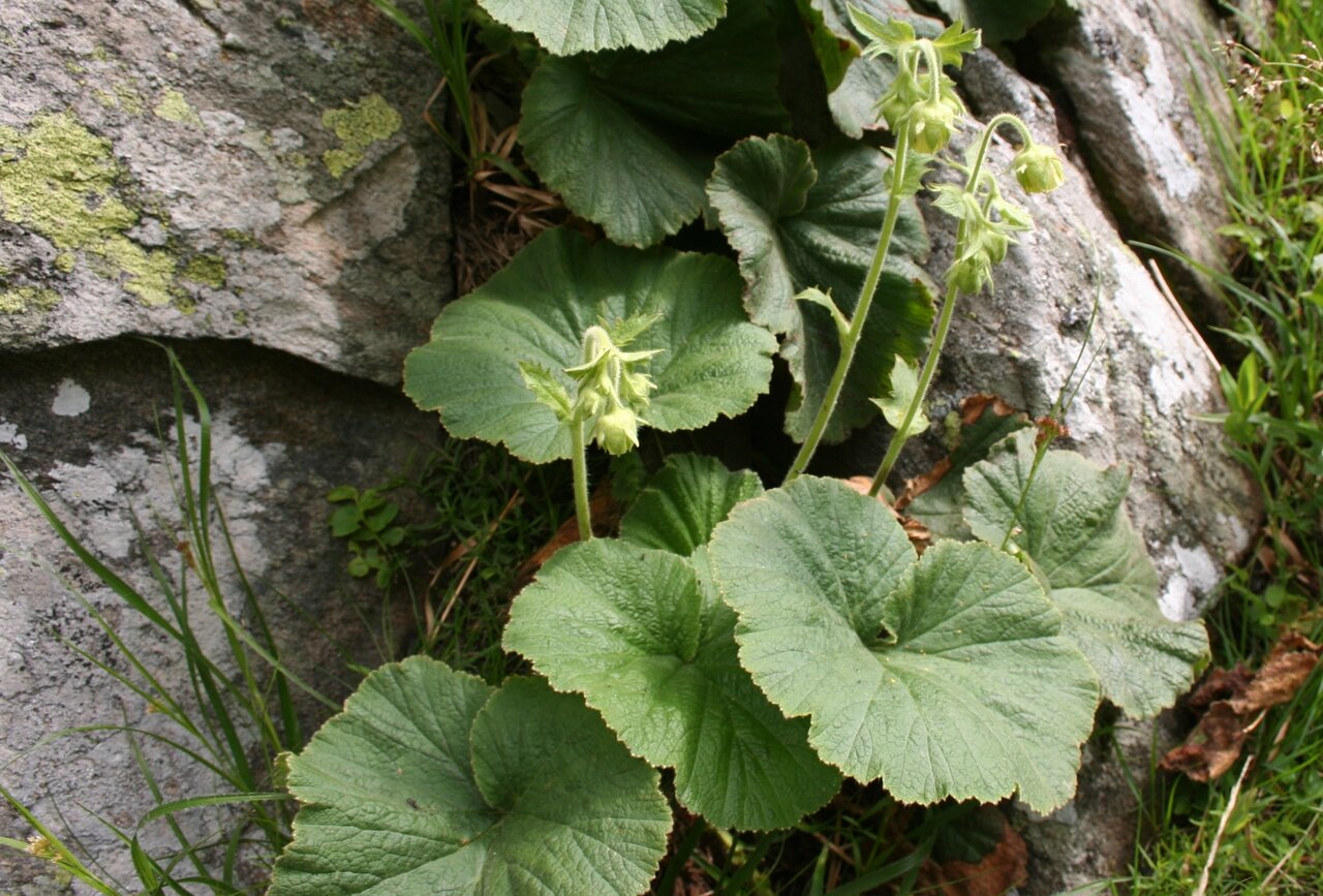 Image of Geum bulgaricum specimen.
