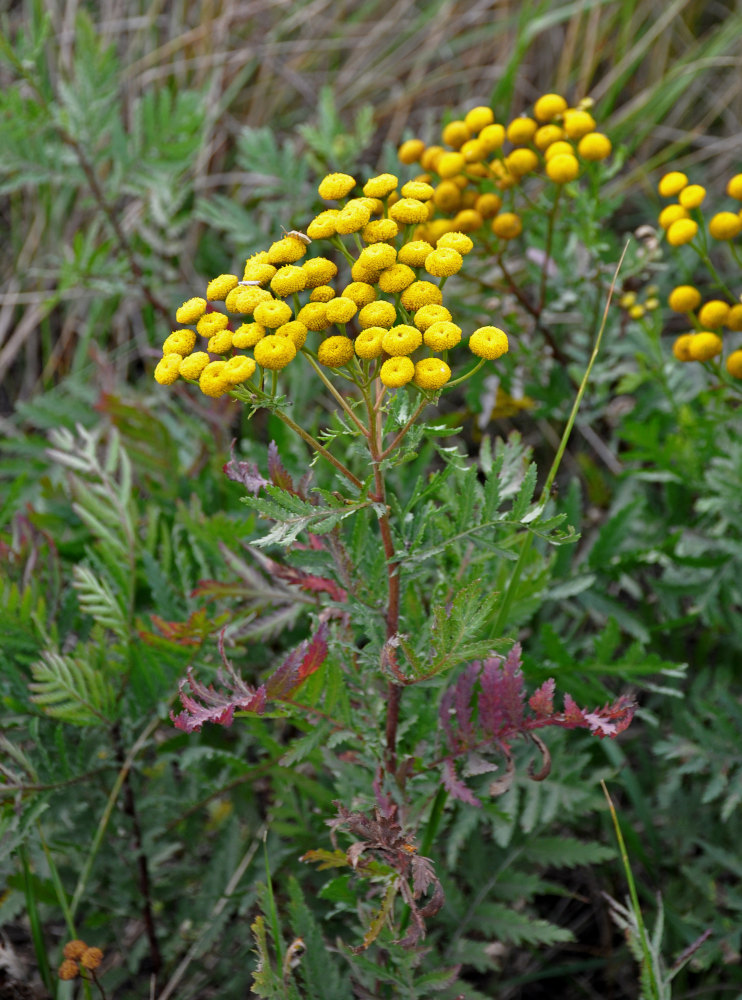 Изображение особи Tanacetum vulgare.