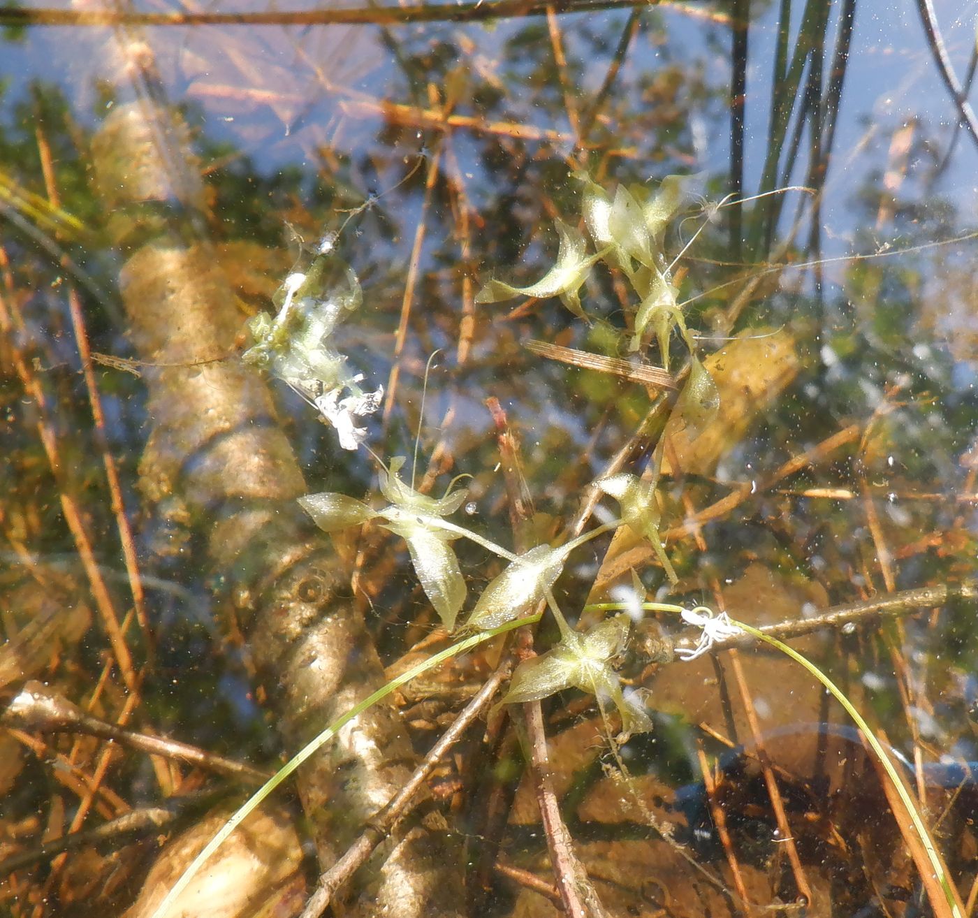 Image of Lemna trisulca specimen.