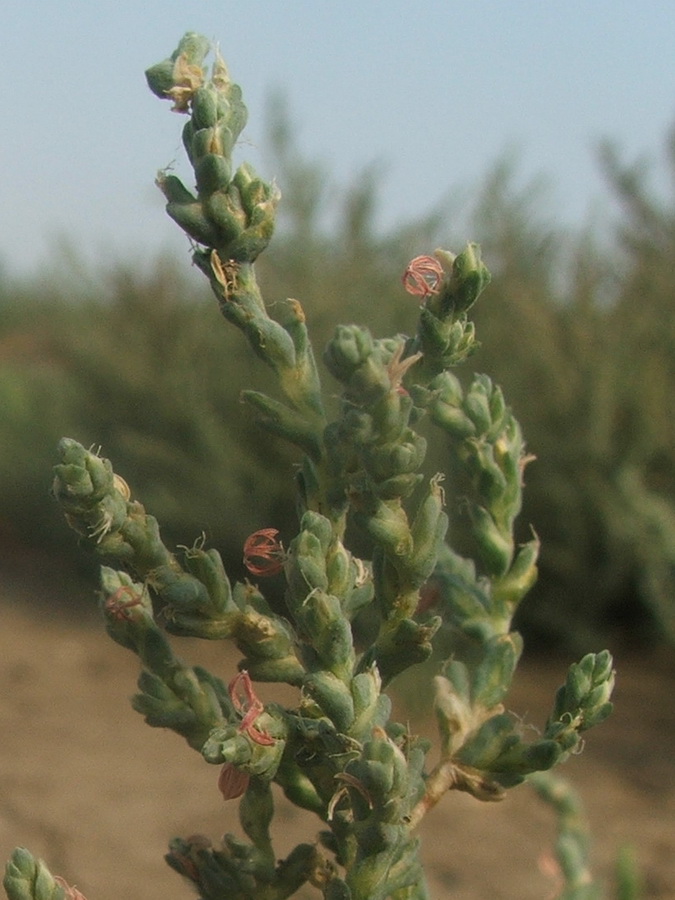 Изображение особи Petrosimonia oppositifolia.