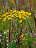 Senecio jacobaea