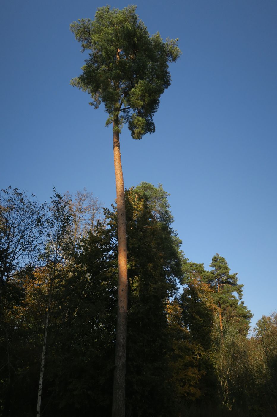 Изображение особи Pinus sylvestris.