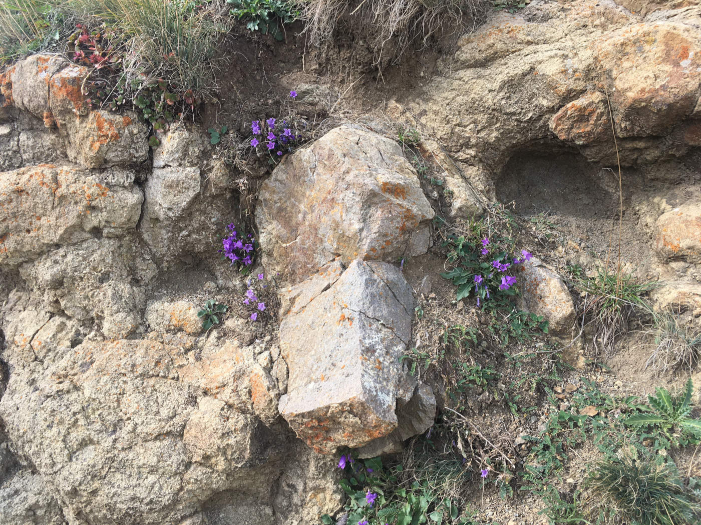 Image of genus Campanula specimen.