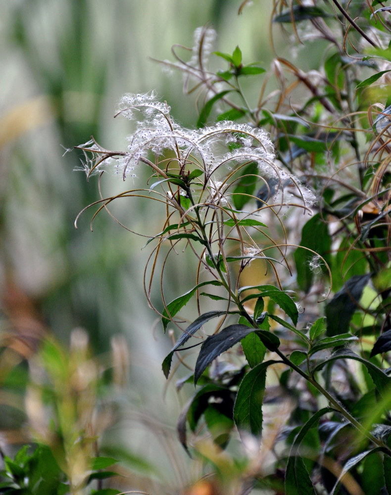 Image of Epilobium hirsutum specimen.