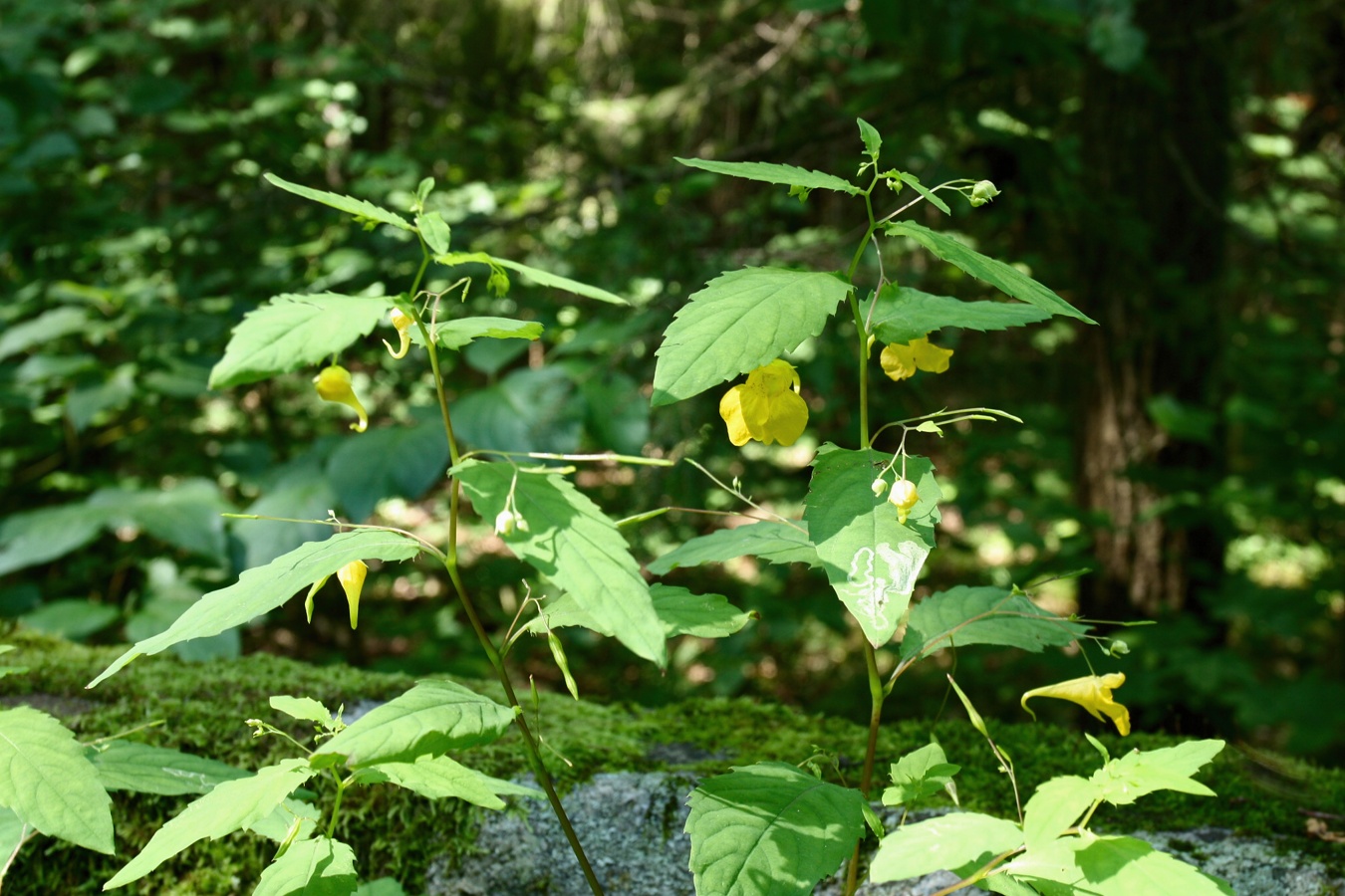 Image of Impatiens noli-tangere specimen.