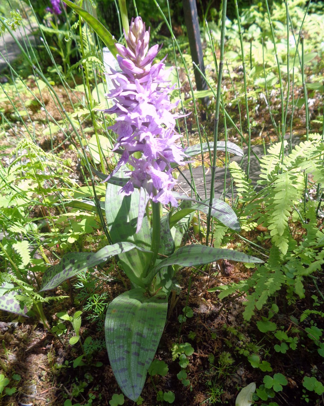 Изображение особи род Dactylorhiza.