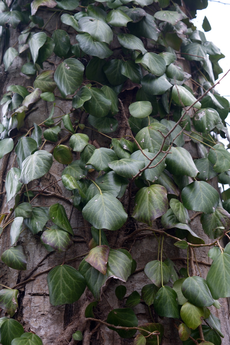 Image of Hedera pastuchovii specimen.