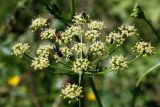 Petroselinum crispum