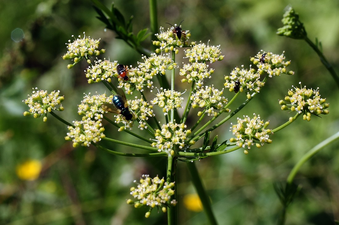 Изображение особи Petroselinum crispum.