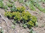 Euphorbia myrsinites. Плодоносящее растение в окружении вегетирующих Papaver laevigatum. Крым, Карадагский заповедник, приморский глинистый обрыв. 21 апреля 2021 г.