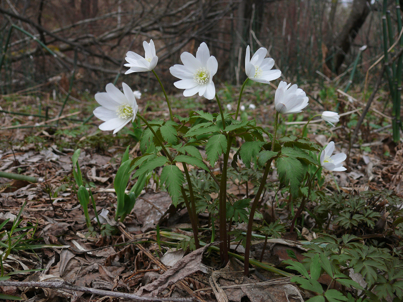 Изображение особи Anemone altaica.