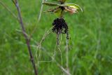 Draba nemorosa