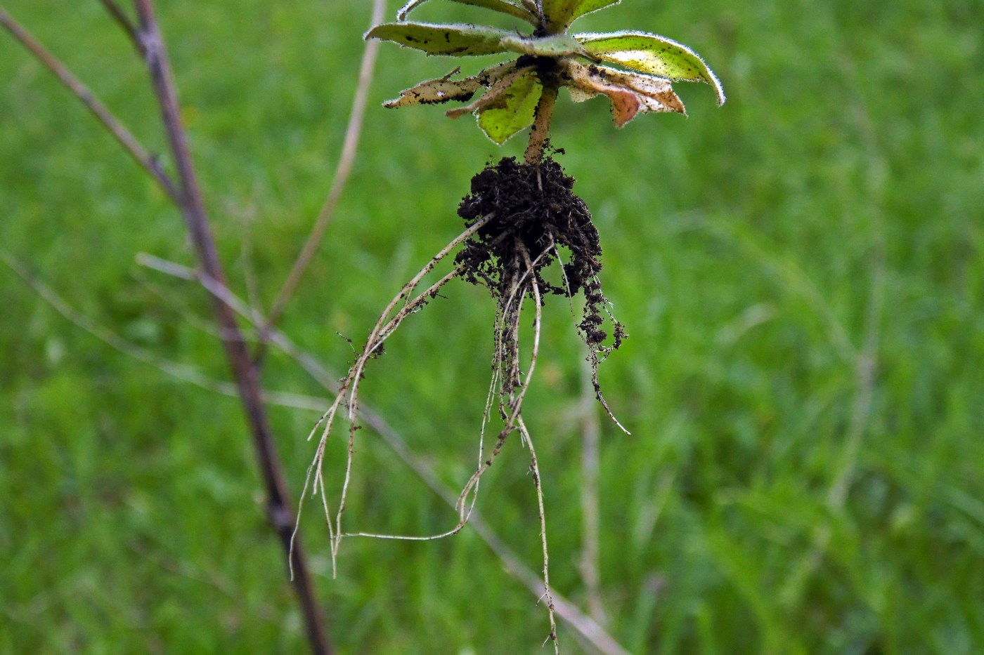 Image of Draba nemorosa specimen.