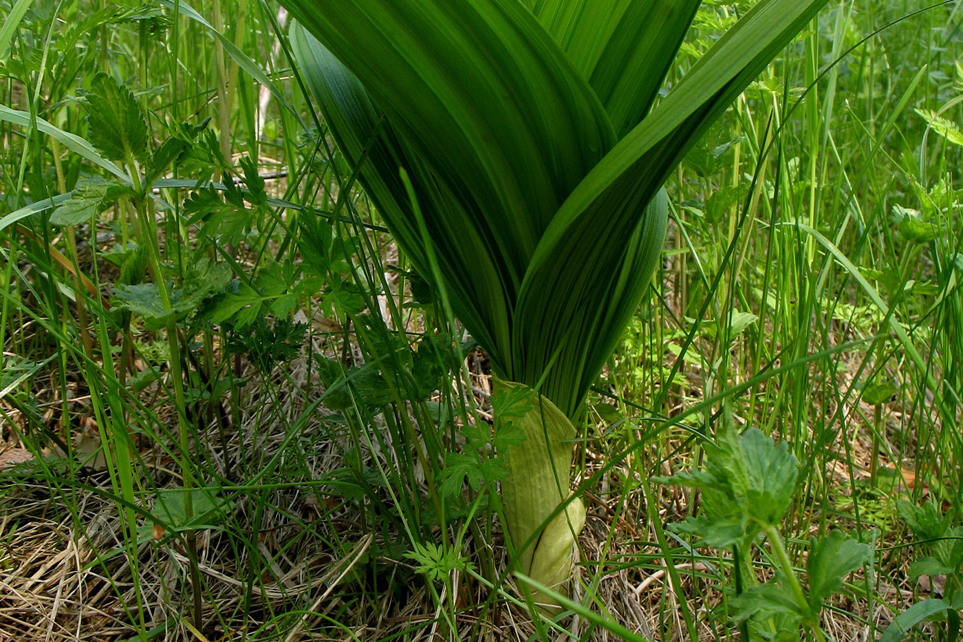 Изображение особи Veratrum nigrum.