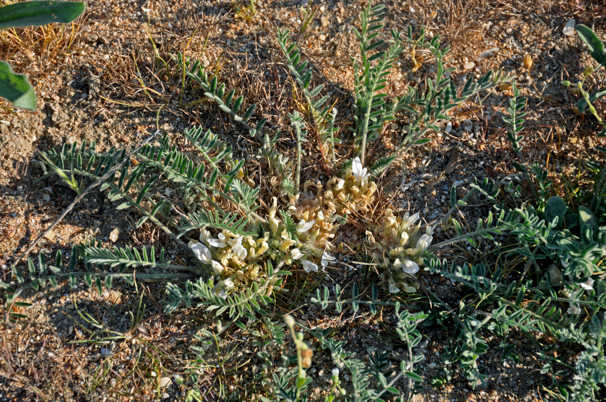 Image of Astragalus rupifragus specimen.