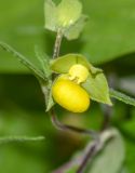 Calceolaria engleriana. Цветок. Перу, регион Куско, провинция Урубамба, обочина дороги к археологическому комплексу. 16.10.2019.